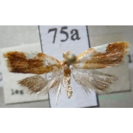 Acleris holmiana (Linnaeus, 1758) Czech75a